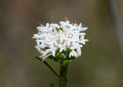Pimelea linifolia