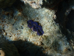 Tridacna