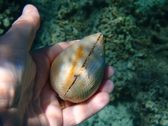 Lamarcka ventricosa