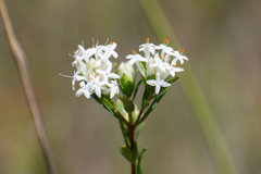 Pimelea linifolia