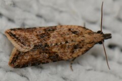 Epiphyas postvittana