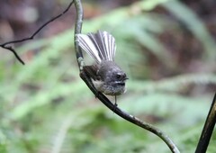 Rhipidura fuliginosa placabilis