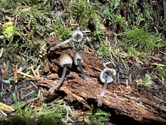 Mycena abramsii