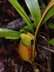 Nepenthes bicalcarata