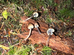 Mycena abramsii
