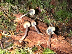 Mycena abramsii