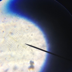 Fragilaria