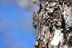 Amphipsalta
