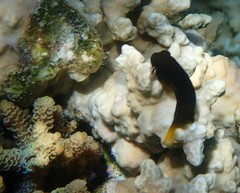 Blenniiformes
