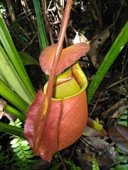 Nepenthes bicalcarata