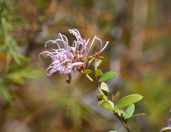 Grevillea sericea