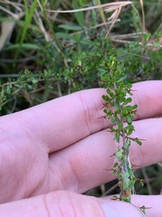 Cryptandra spinescens