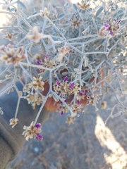 Psorothamnus emoryi emoryi