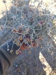 Psorothamnus emoryi emoryi