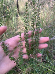 Cryptandra spinescens