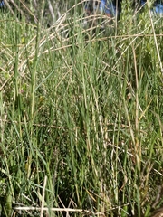 Distichlis distichophylla