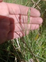 Distichlis distichophylla