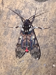 Hyaleucerea vulnerata