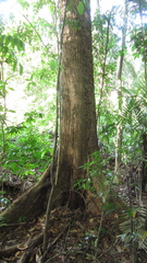 Terminalia amazonia