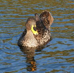Anas undulata undulata