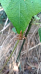 Hamadruas hieroglyphica