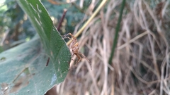 Hamadruas hieroglyphica