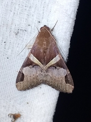 Melipotis fasciolaris
