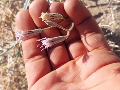 Palafoxia arida arida