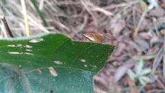 Hamadruas hieroglyphica