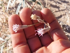 Palafoxia arida arida