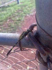 Orthetrum serapia