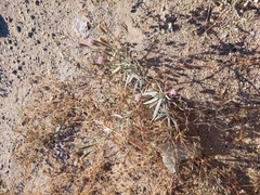 Palafoxia arida arida