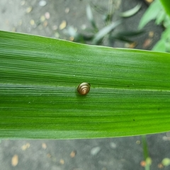 Liardetia