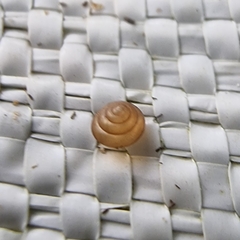 Liardetia