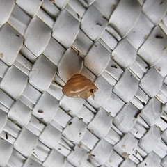 Liardetia