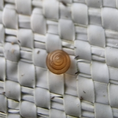 Liardetia