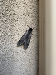 Sphinx perelegans
