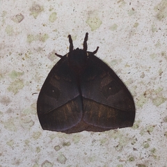 Automeris postalbida