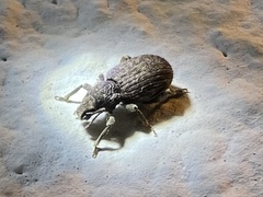 Entiminae