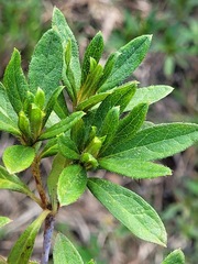 Rhododendron kanehirae