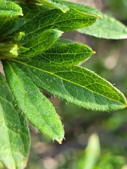 Rhododendron kanehirae