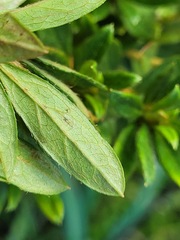 Rhododendron kanehirae