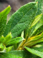 Rhododendron kanehirae