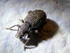 Entiminae