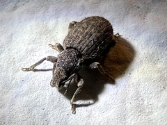 Entiminae