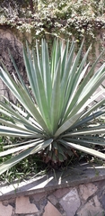 Agave rhodacantha