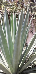 Agave rhodacantha