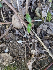 Plectotropis mackensii