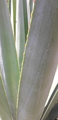 Agave rhodacantha
