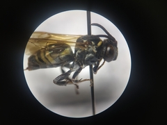 Triepeolus mexicanus